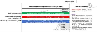Brain vitamin D3-auto/paracrine system in relation to structural, neurophysiological, and behavioral disturbances associated with glucocorticoid-induced neurotoxicity